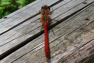 Sympetrum striolatum - Große Heidelibelle